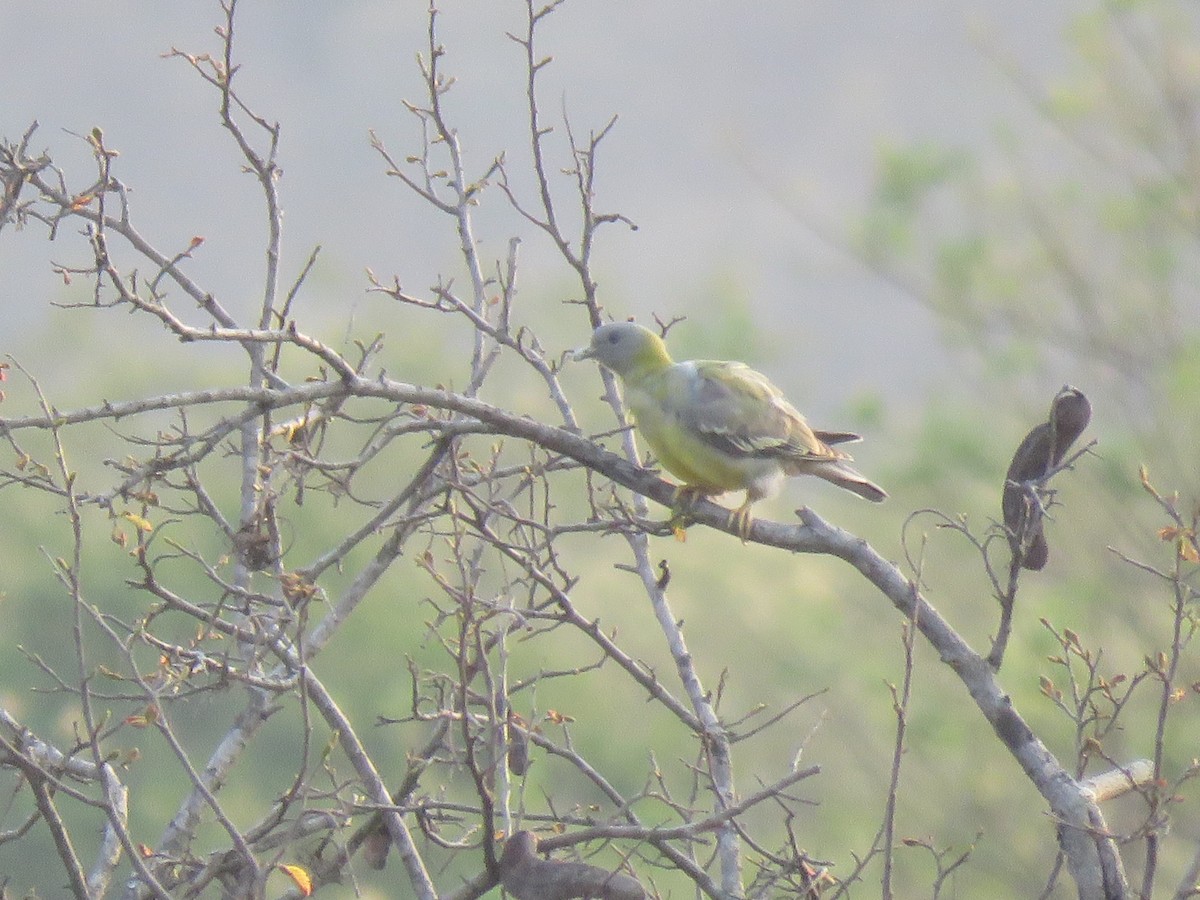Yellow-footed Green-Pigeon - ML93290151