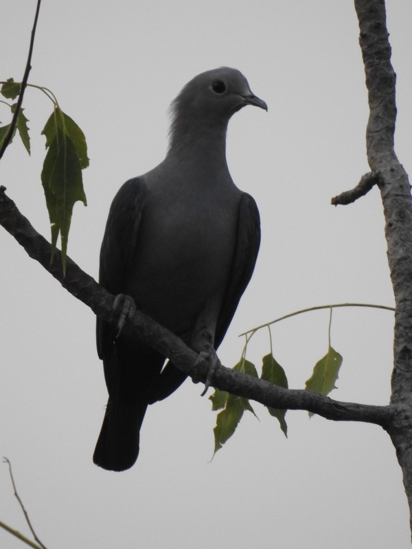 Green Imperial-Pigeon - ML93290611