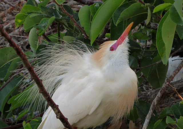 Western Cattle Egret Identification, All About Birds, Cornell Lab of  Ornithology