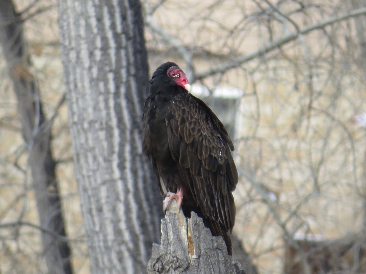 Turkey Vulture - Matt Hofeditz