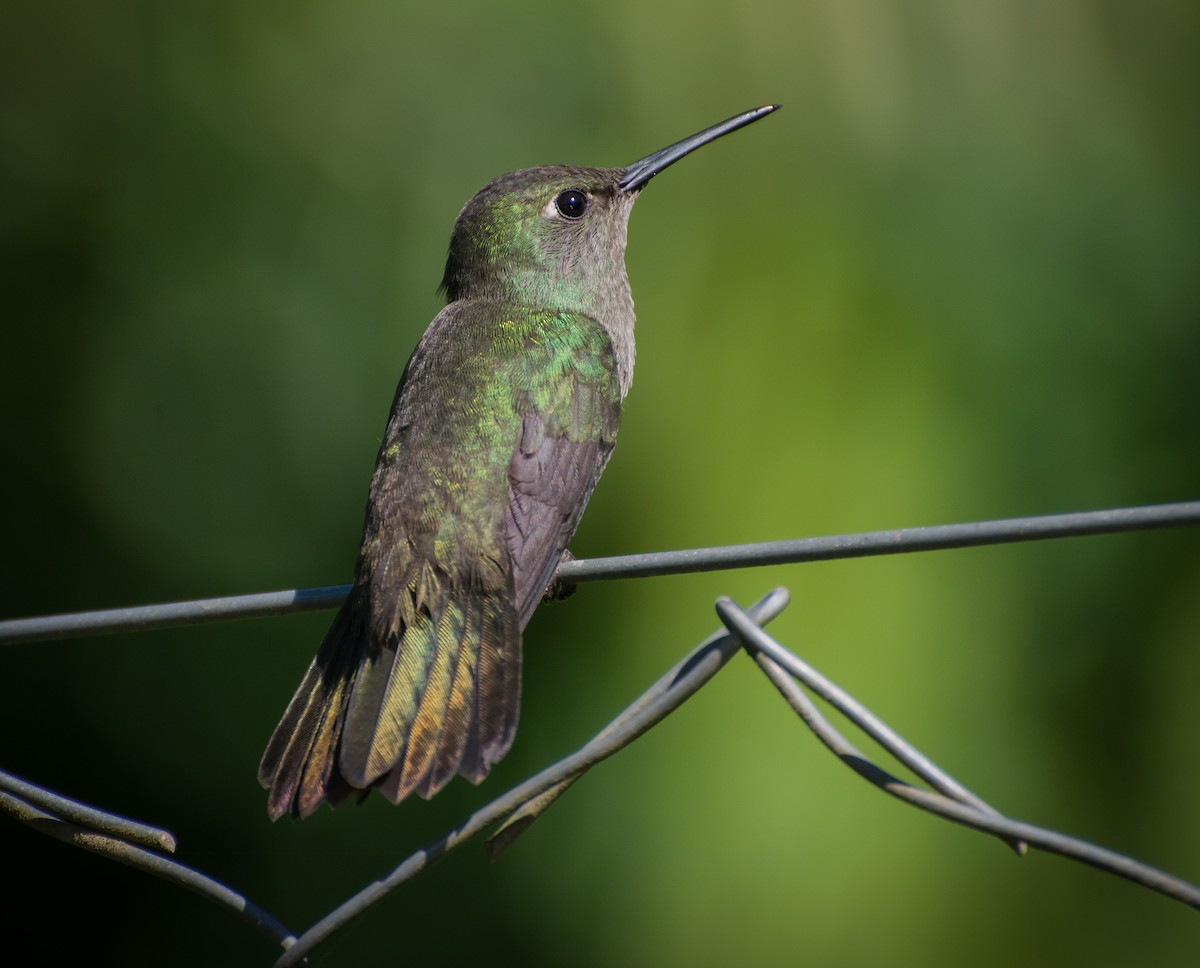 Sombre Hummingbird - Naíla  Lepre
