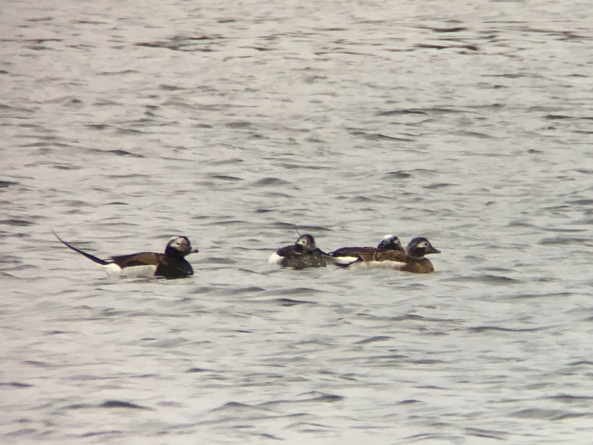 Long-tailed Duck - ML93295561