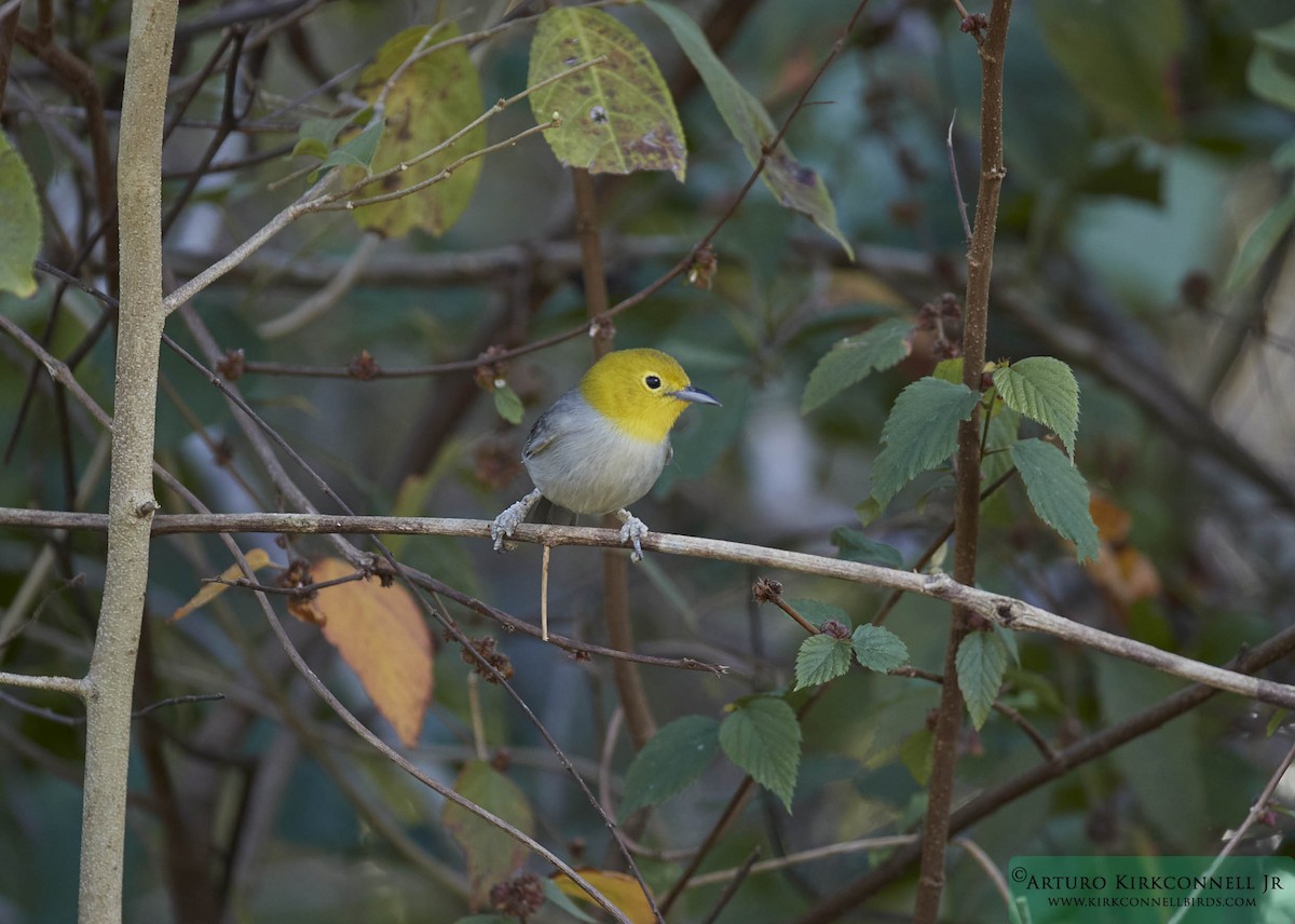 Yellow-headed Warbler - ML93297431