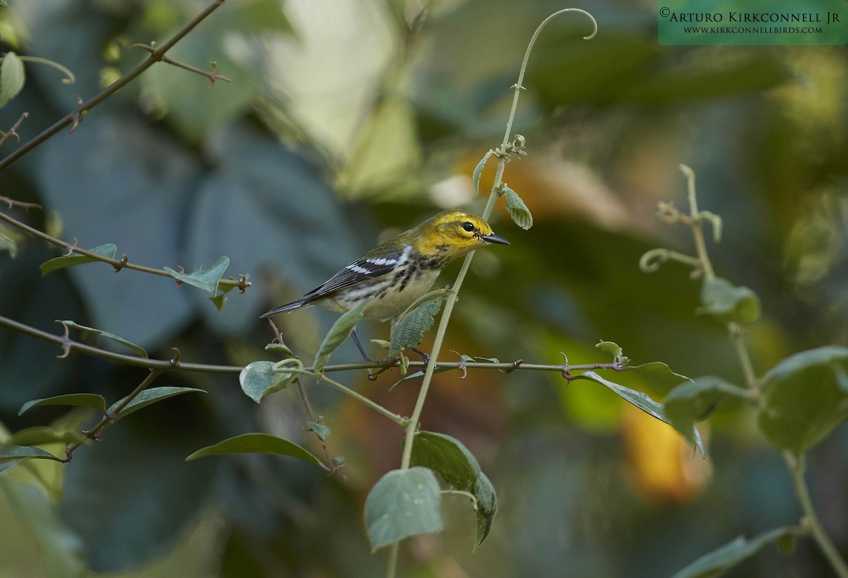 Black-throated Green Warbler - Arturo Kirkconnell Jr