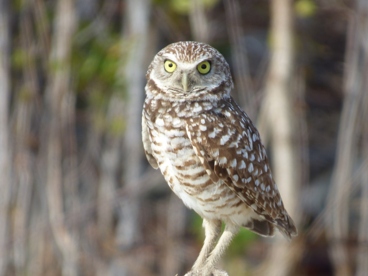 Burrowing Owl - Tarra Lindo