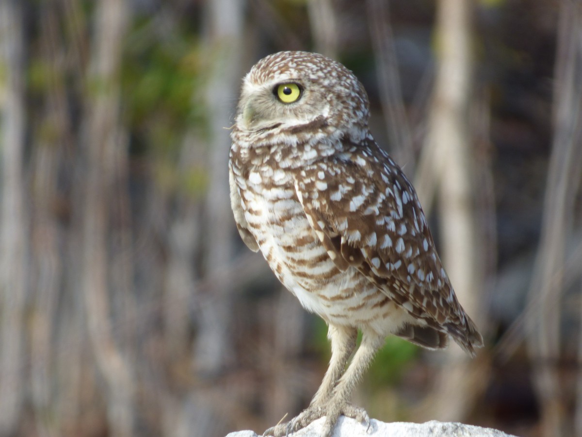Burrowing Owl - Tarra Lindo