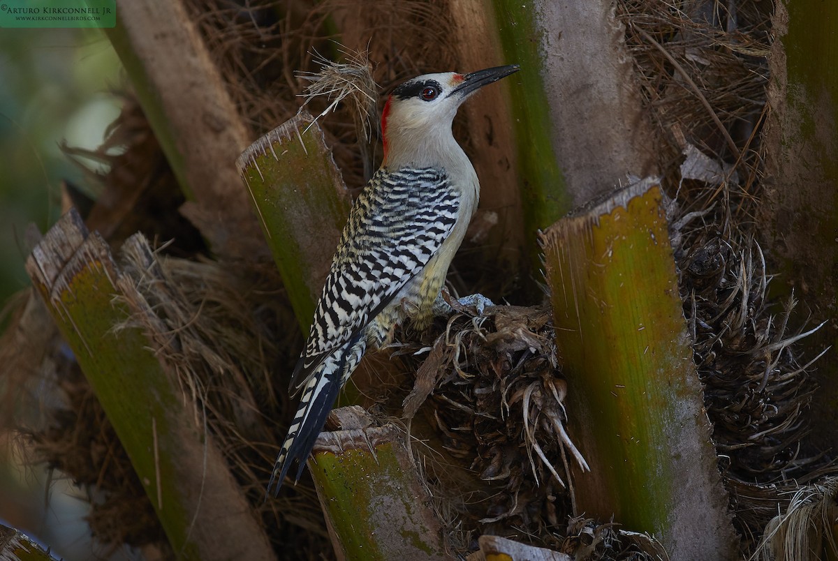 West Indian Woodpecker - ML93300651