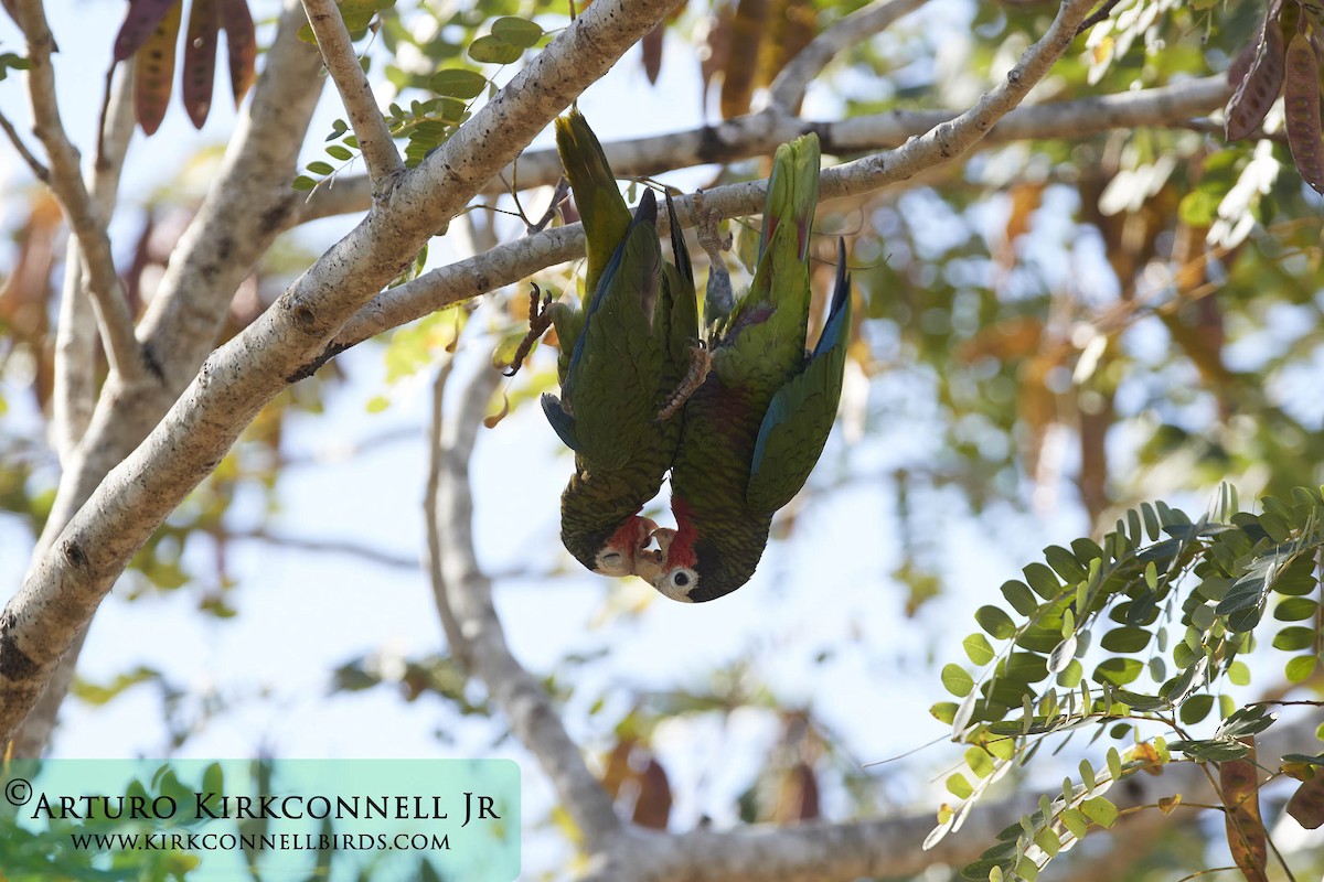 Cuban Parrot (Cuban) - Arturo Kirkconnell Jr