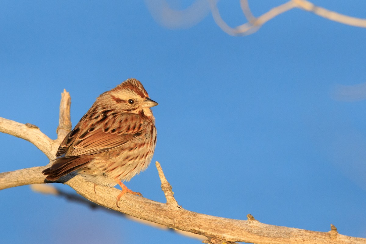 Song Sparrow - Brian Stahls