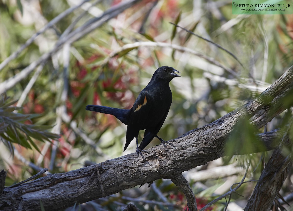 Tawny-shouldered Blackbird - ML93301981