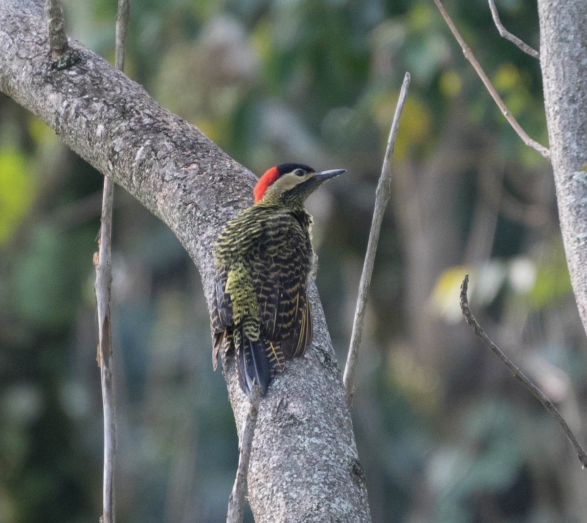 Green-barred Woodpecker - ML93302971
