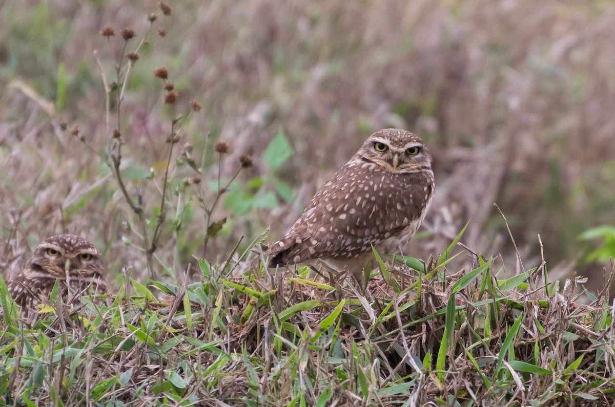 Burrowing Owl - ML93303031