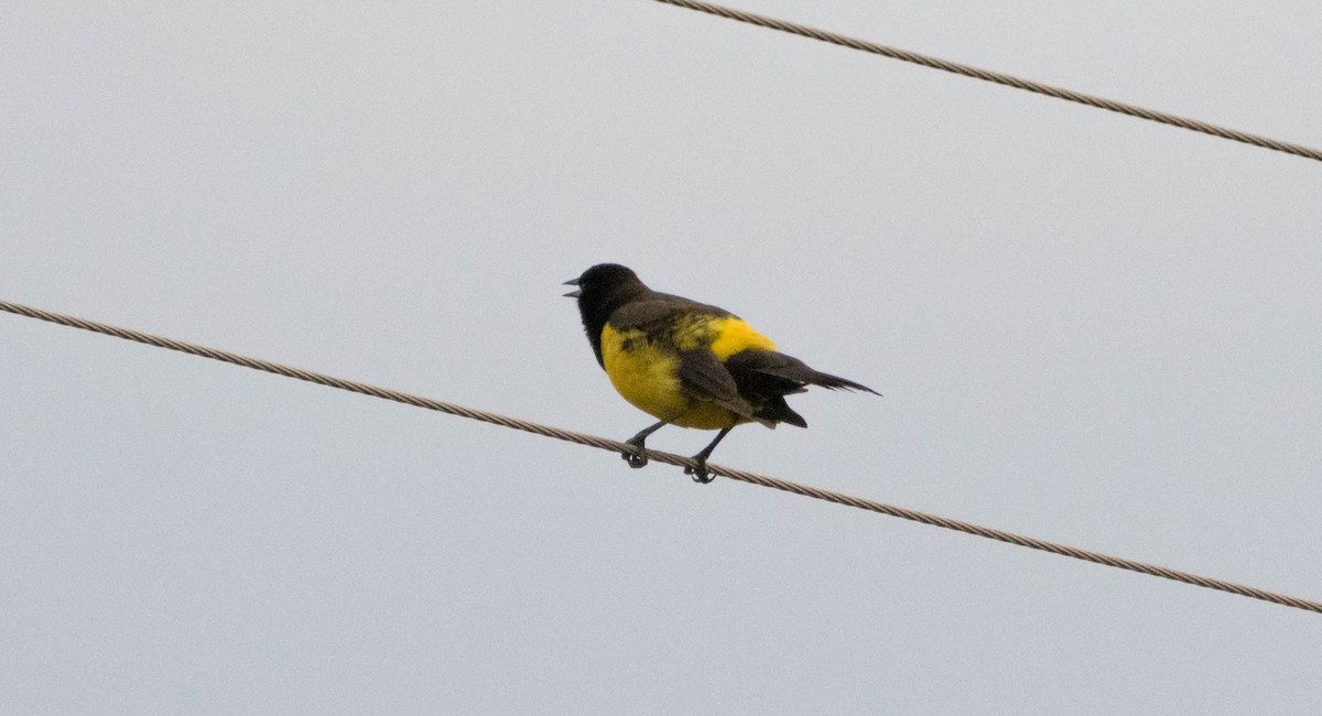 Yellow-rumped Marshbird - ML93303131
