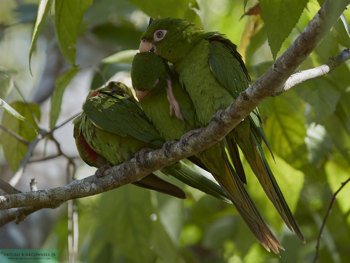 Cuban Parakeet - Arturo Kirkconnell Jr
