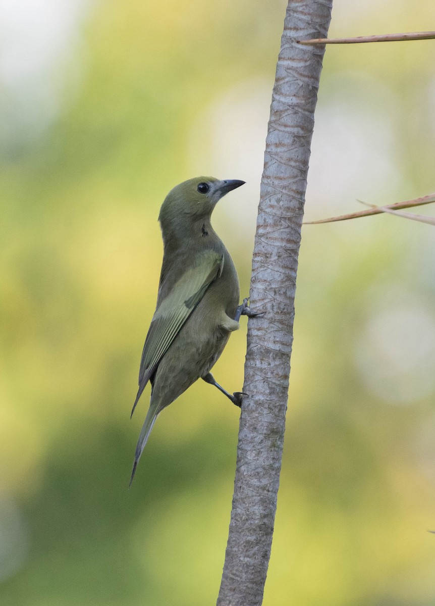Palm Tanager - ML93304141