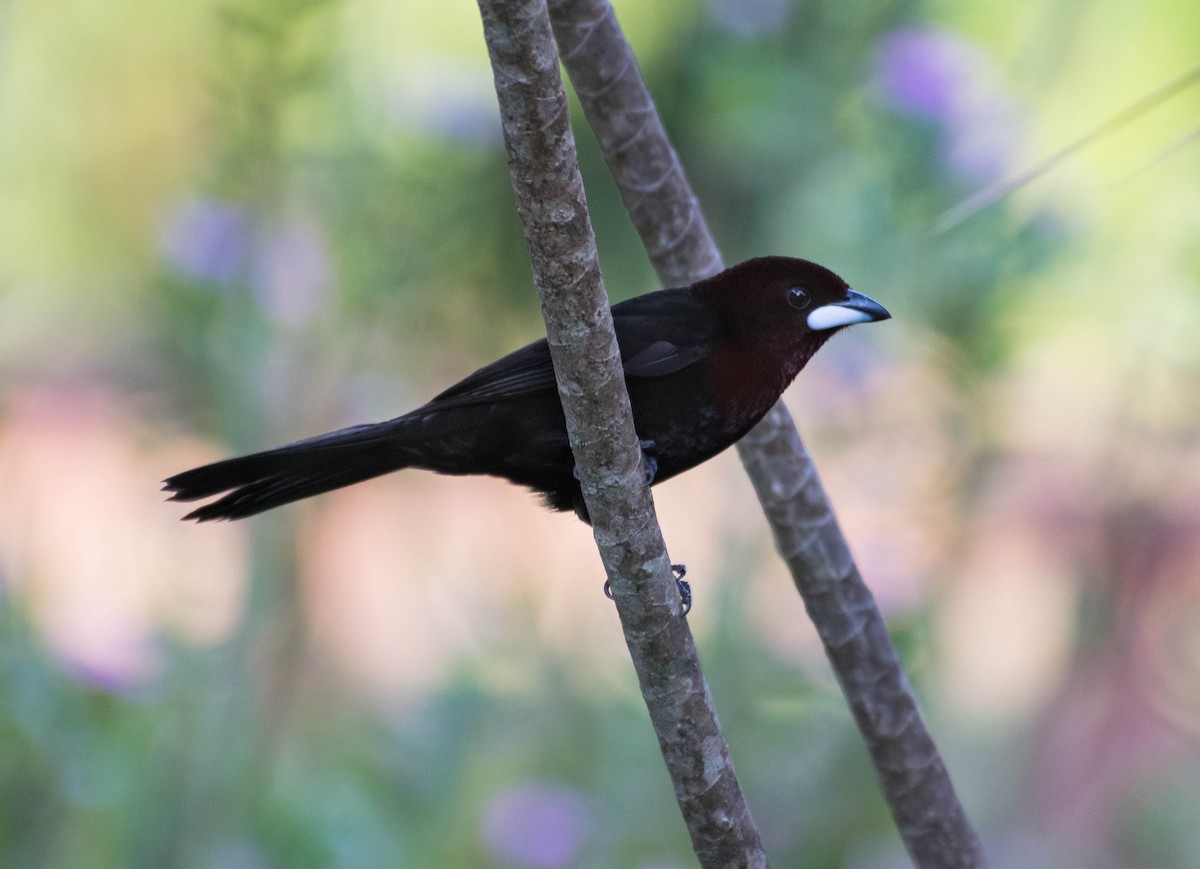 Silver-beaked Tanager - ML93304481