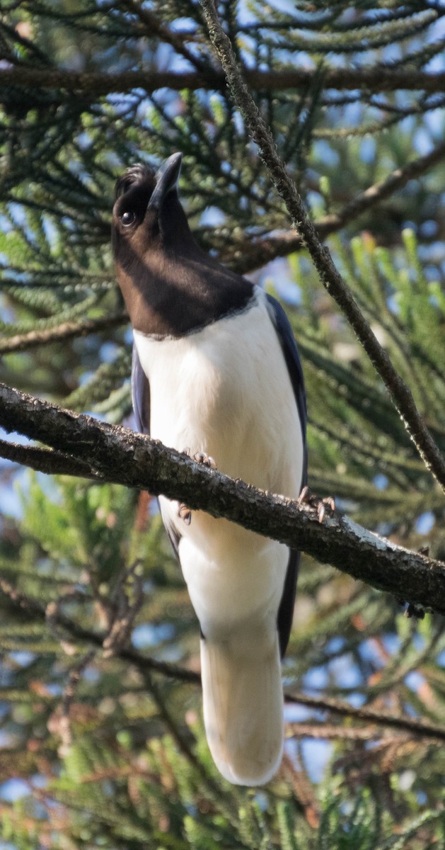 Curl-crested Jay - ML93304751