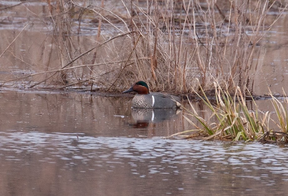 Green-winged Teal - ML93304961