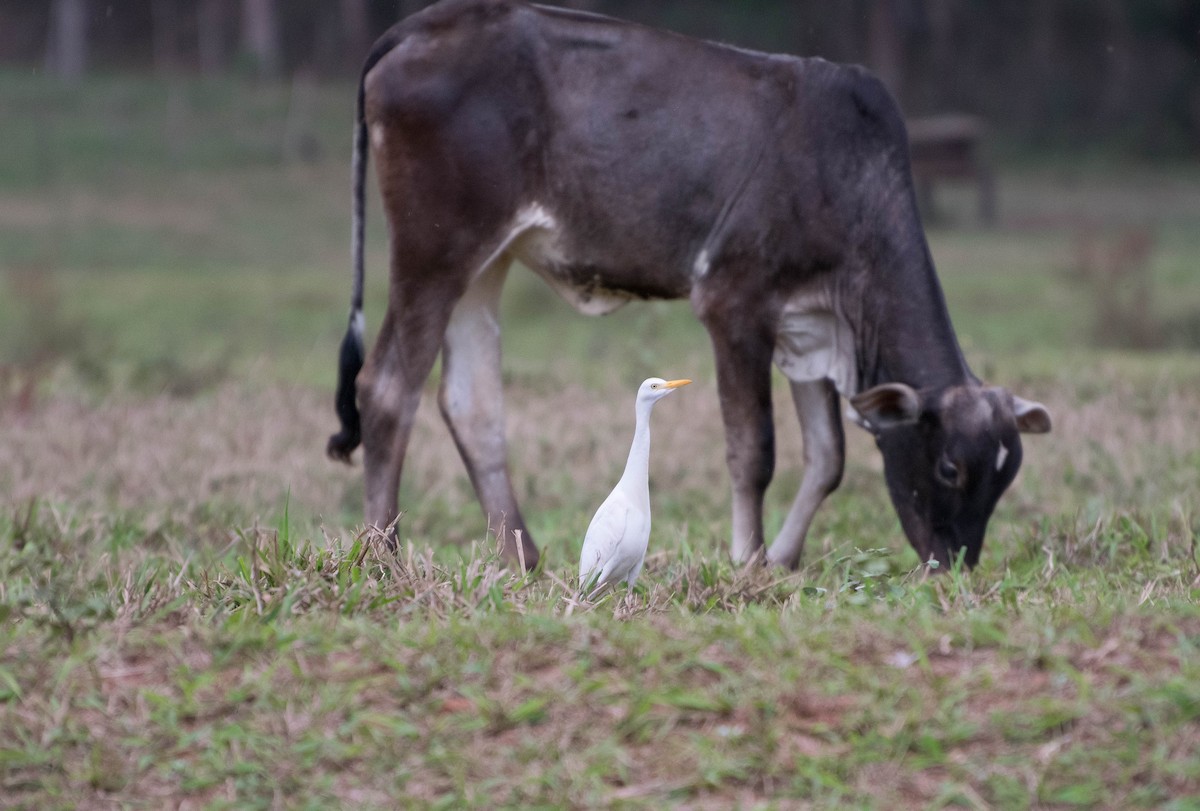 Western Cattle Egret - Naíla  Lepre