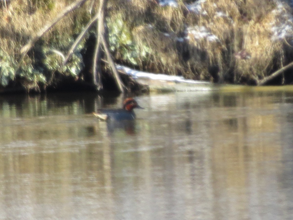 Green-winged Teal - ML93305471