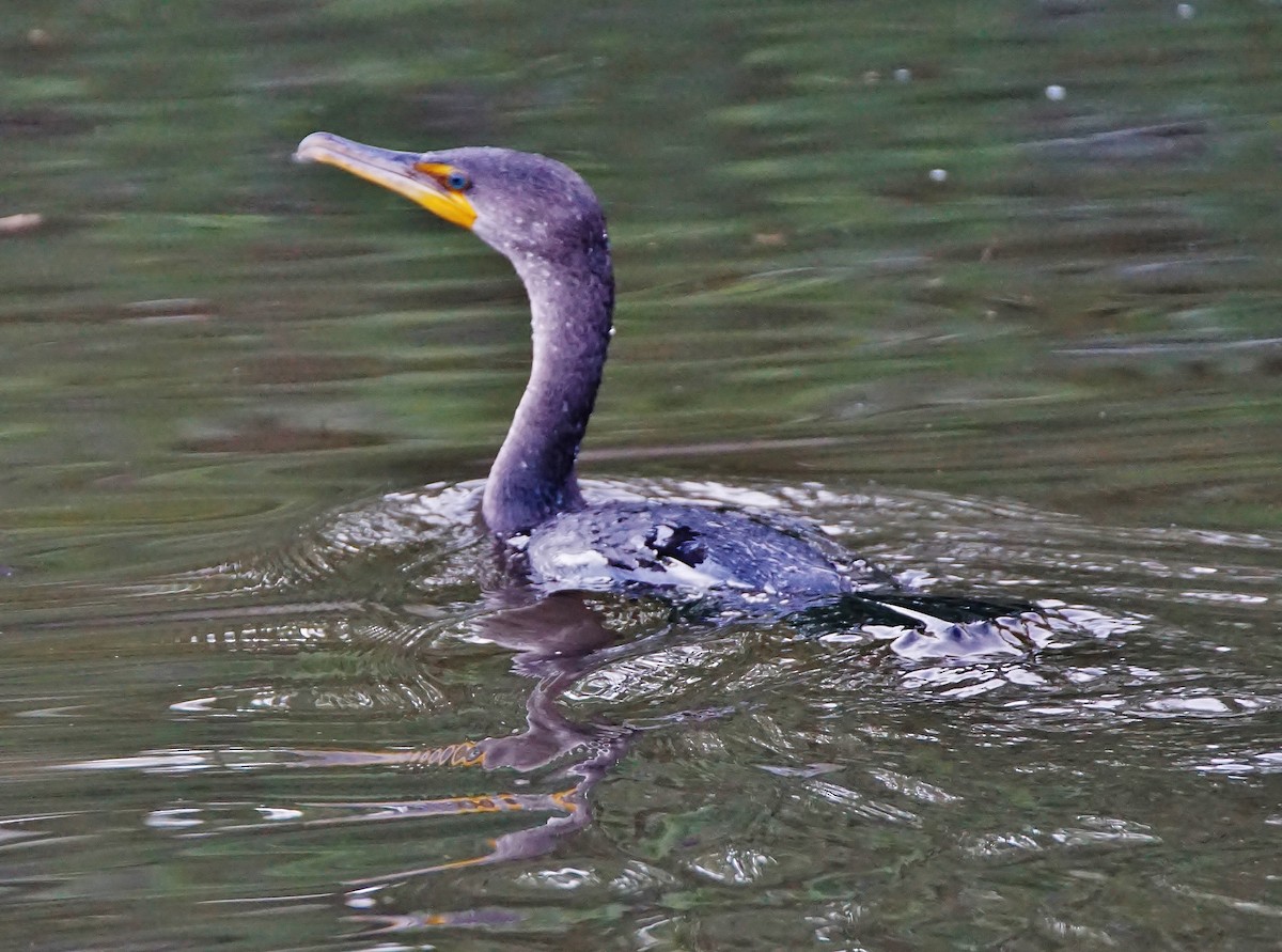 Double-crested Cormorant - Curtis Makamson
