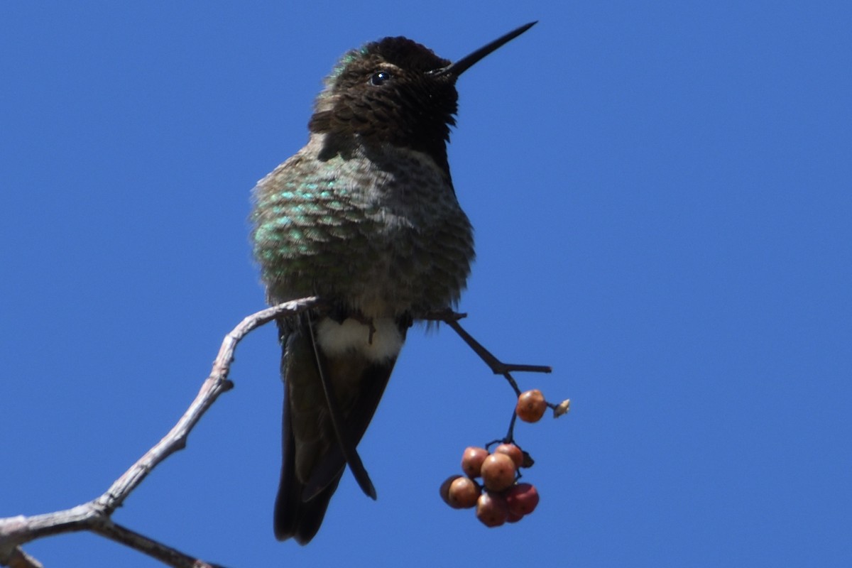 Anna's Hummingbird - John Doty