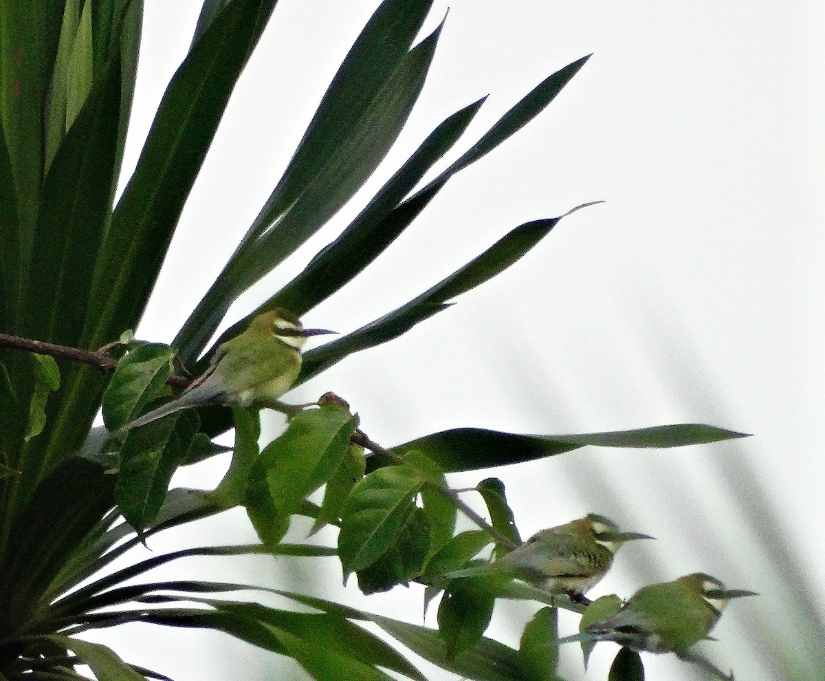 White-throated Bee-eater - Bethany Kittredge