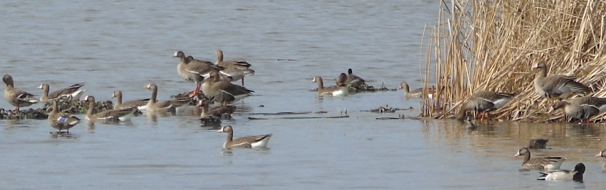 Greater White-fronted Goose - ML93312131