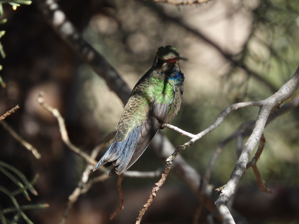 Broad-billed Hummingbird - Patagonia Lake SP eTT