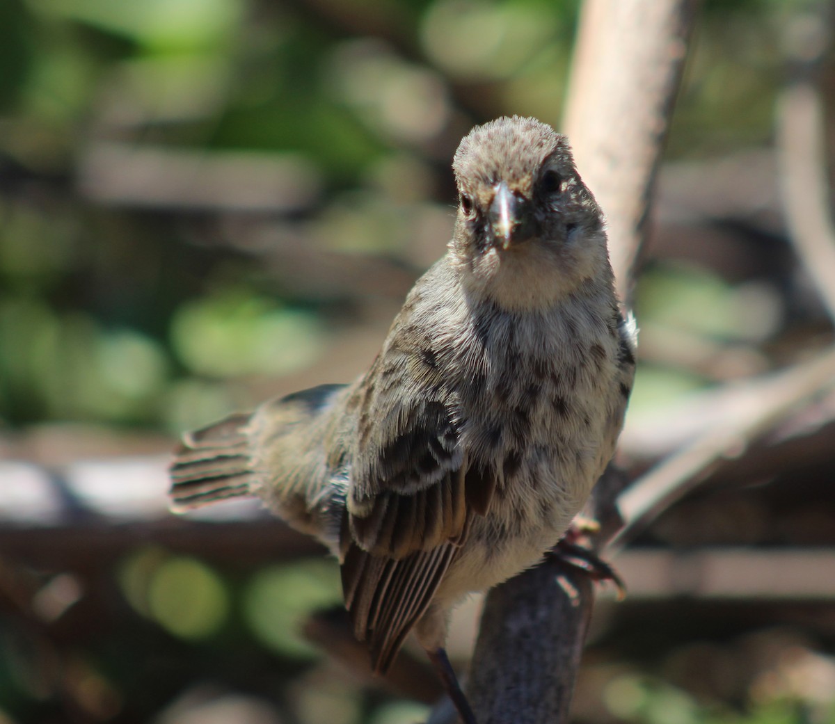 Large Tree-Finch - Cindy  Mom