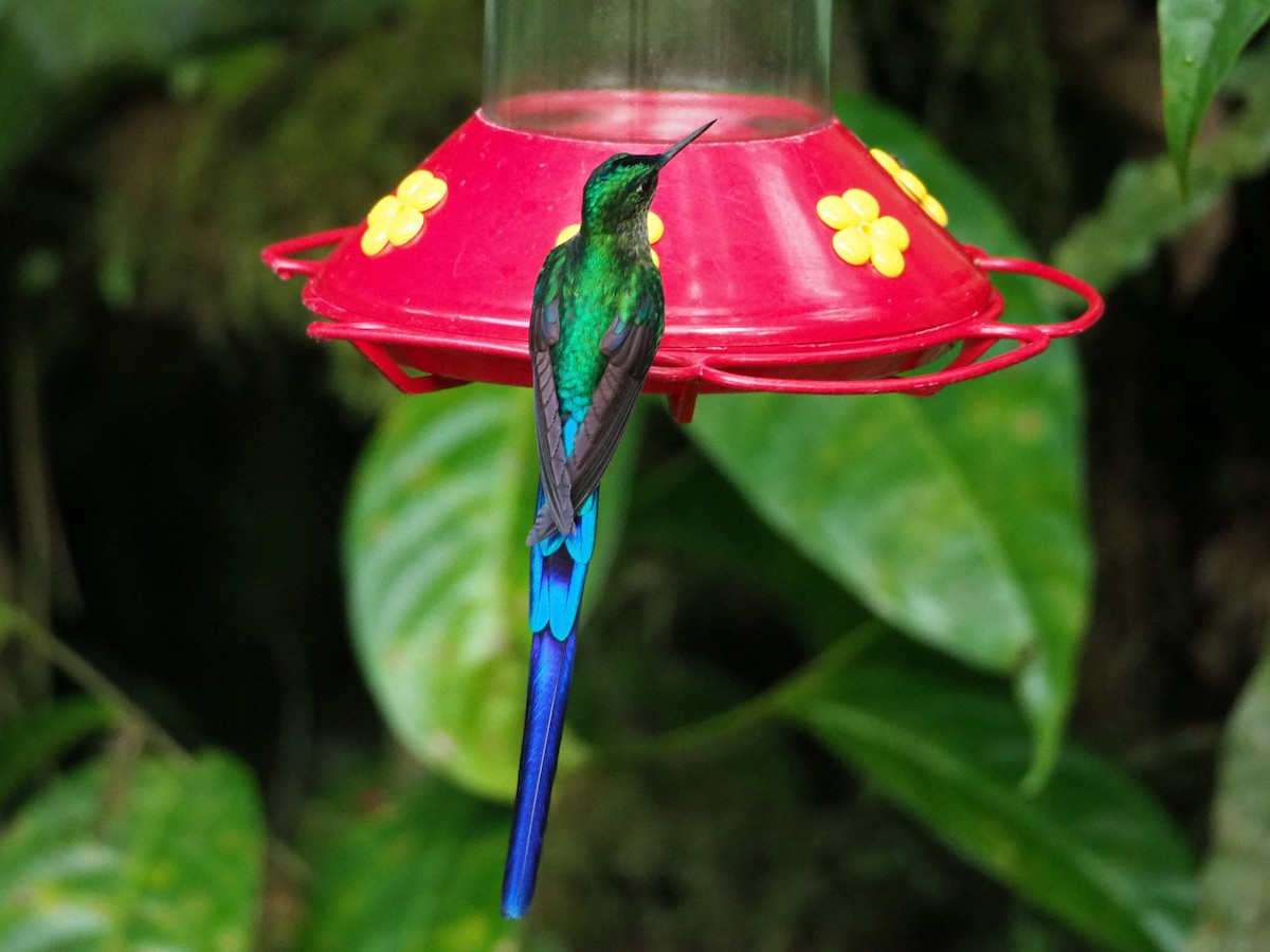 Violet-tailed Sylph - ML93320051