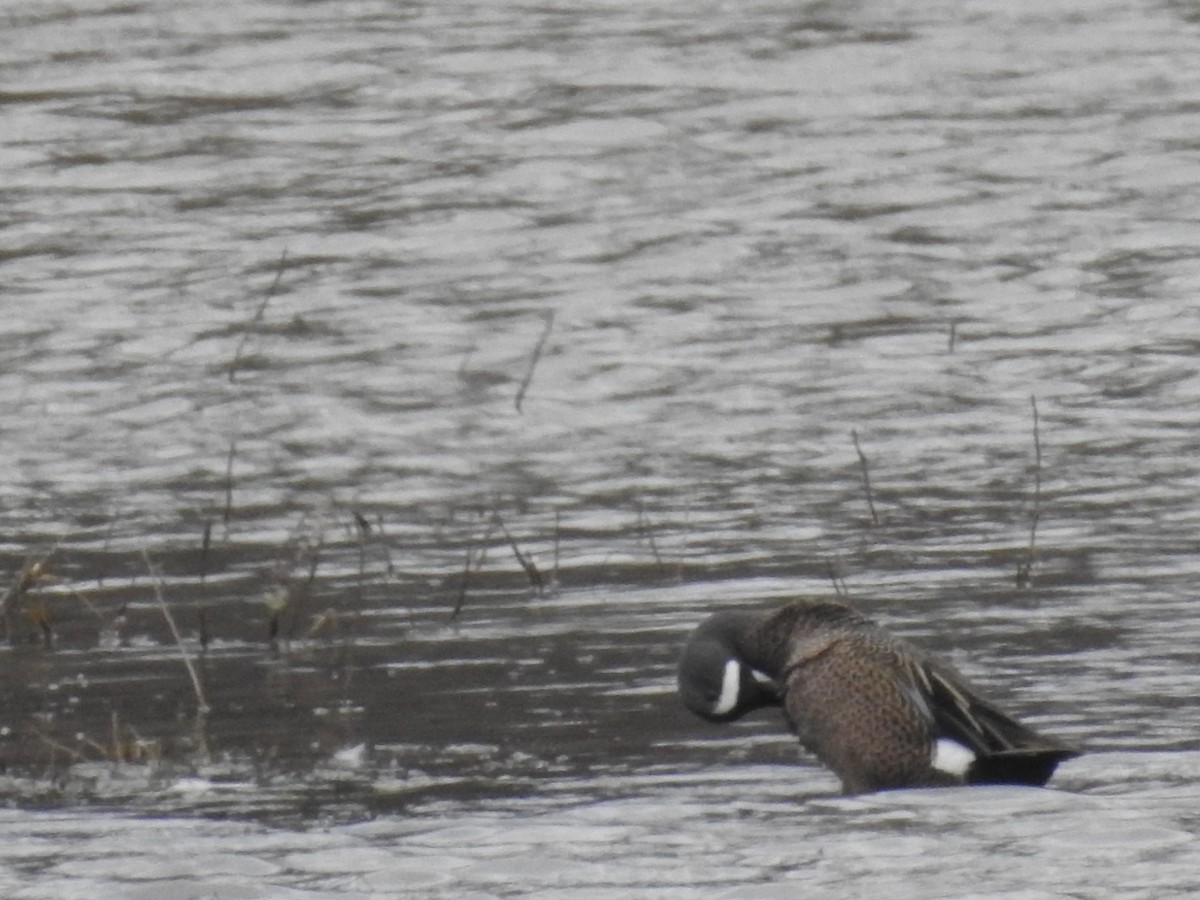 Blue-winged Teal - ML93320931