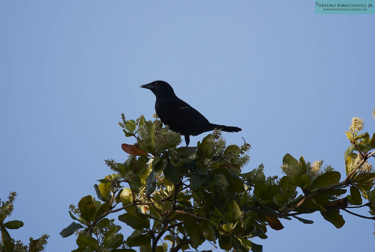 Red-shouldered Blackbird - ML93321011