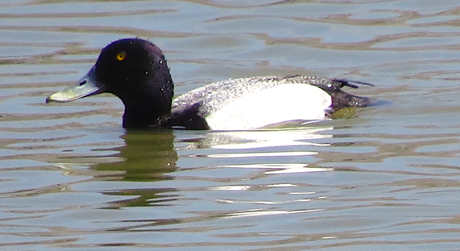 Greater/Lesser Scaup - ML93322061