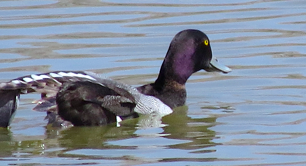 Greater/Lesser Scaup - ML93322341