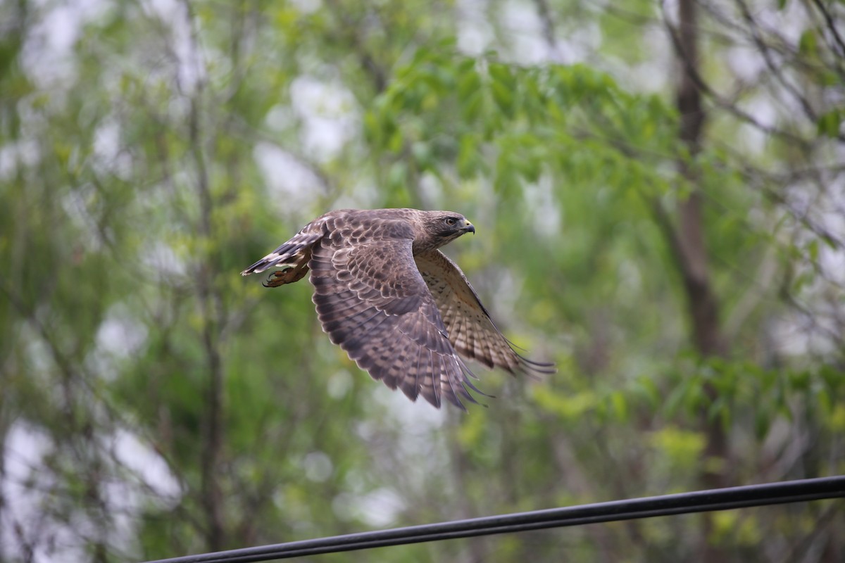 Broad-winged Hawk - Eugene Huryn