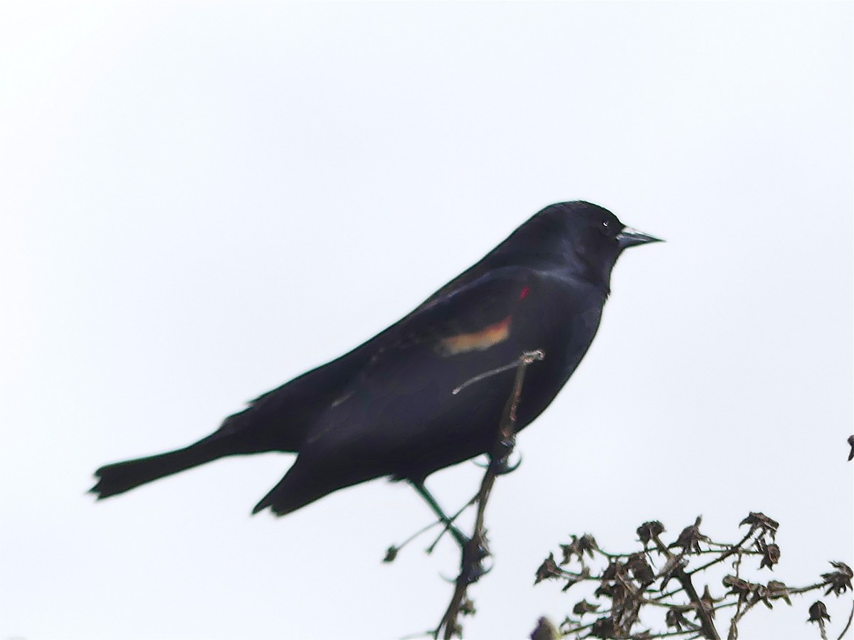 Red-winged Blackbird - ML93325611