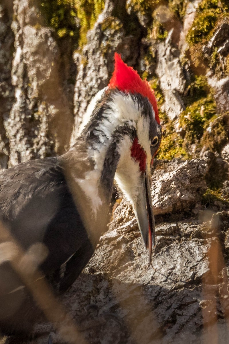 Pileated Woodpecker - Lucie Gendron