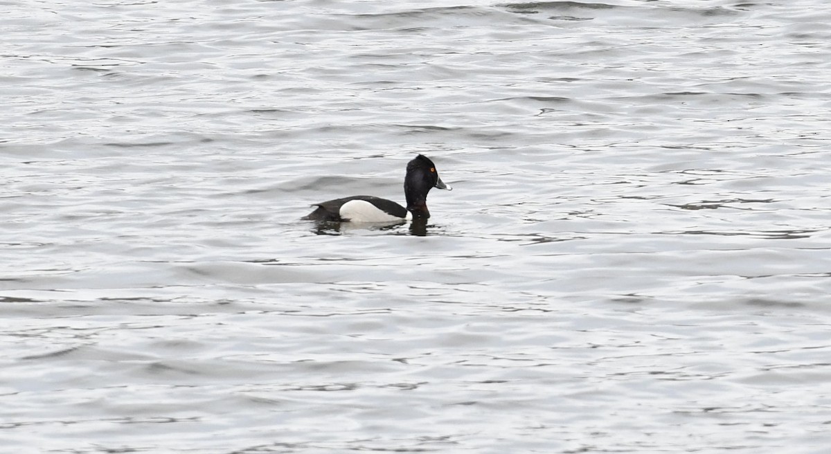 Ring-necked Duck - Barry Blust