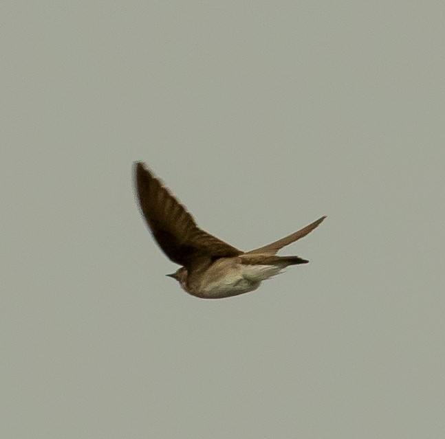 Northern Rough-winged Swallow - Calum Dickinson