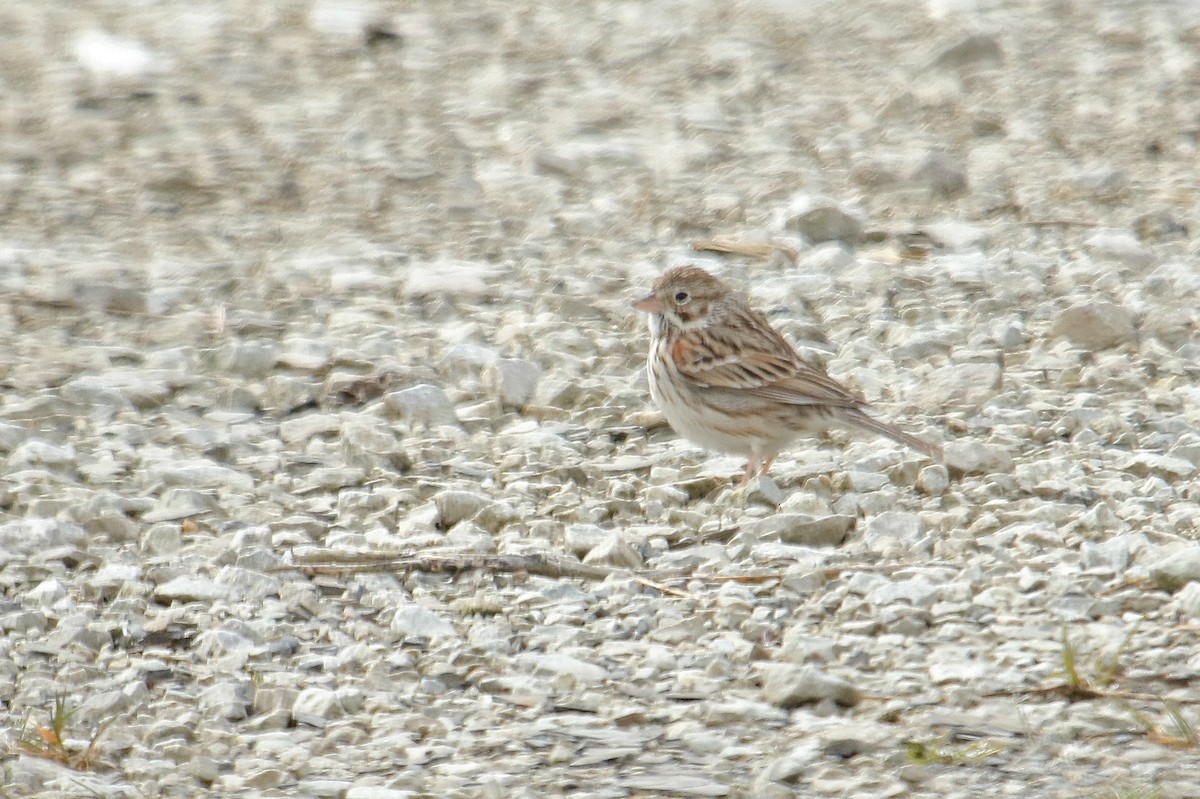 Vesper Sparrow - Brian Lowry