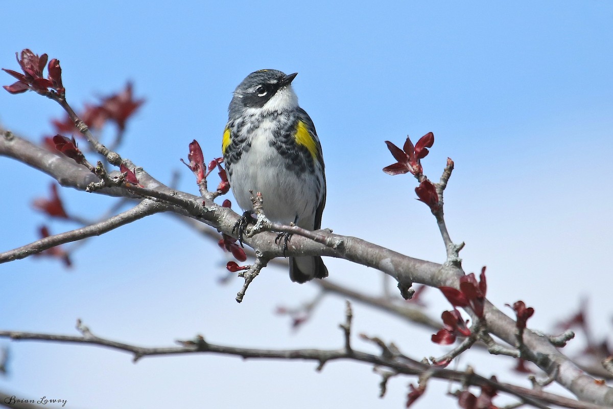 Yellow-rumped Warbler - Brian Lowry
