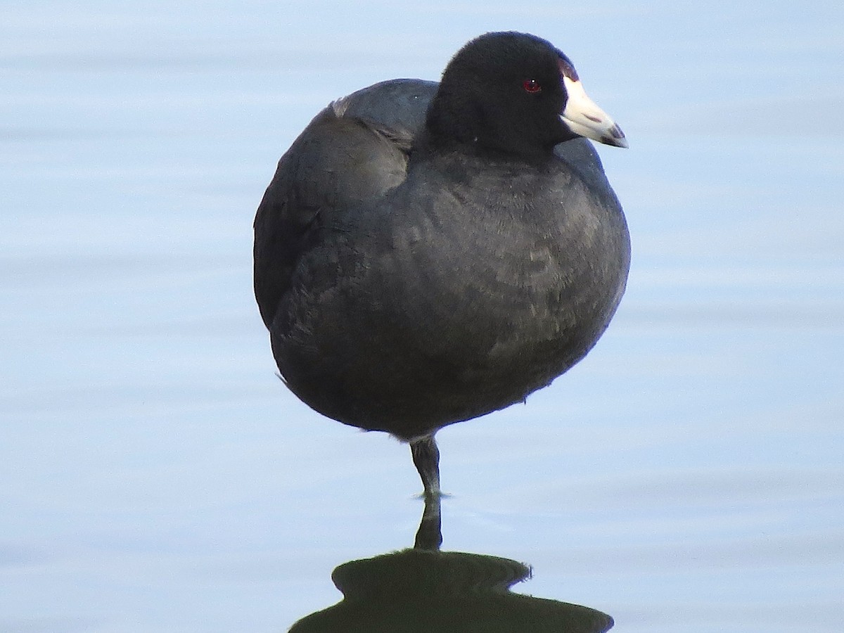 American Coot - Ted Floyd