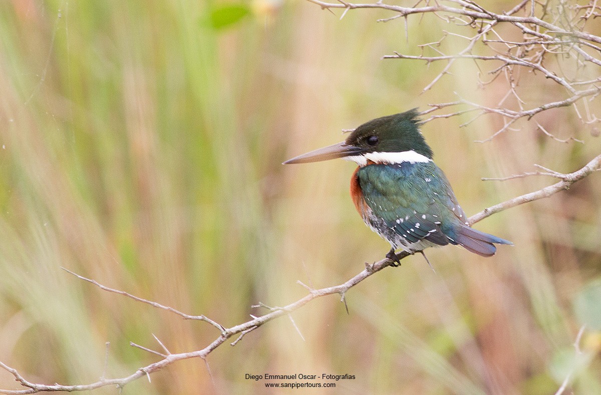 Green Kingfisher - Diego Oscar / Sandpiper Birding & Tours