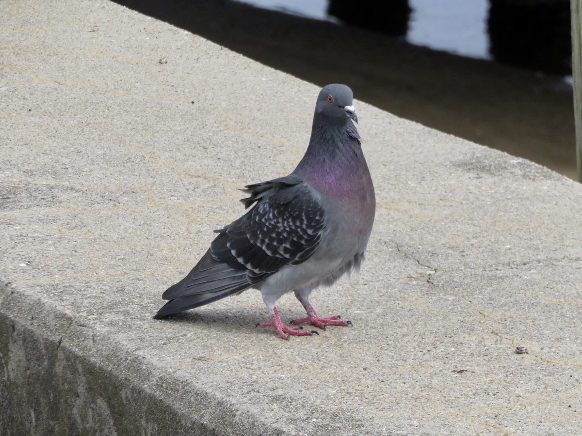 Rock Pigeon (Feral Pigeon) - ML93338061