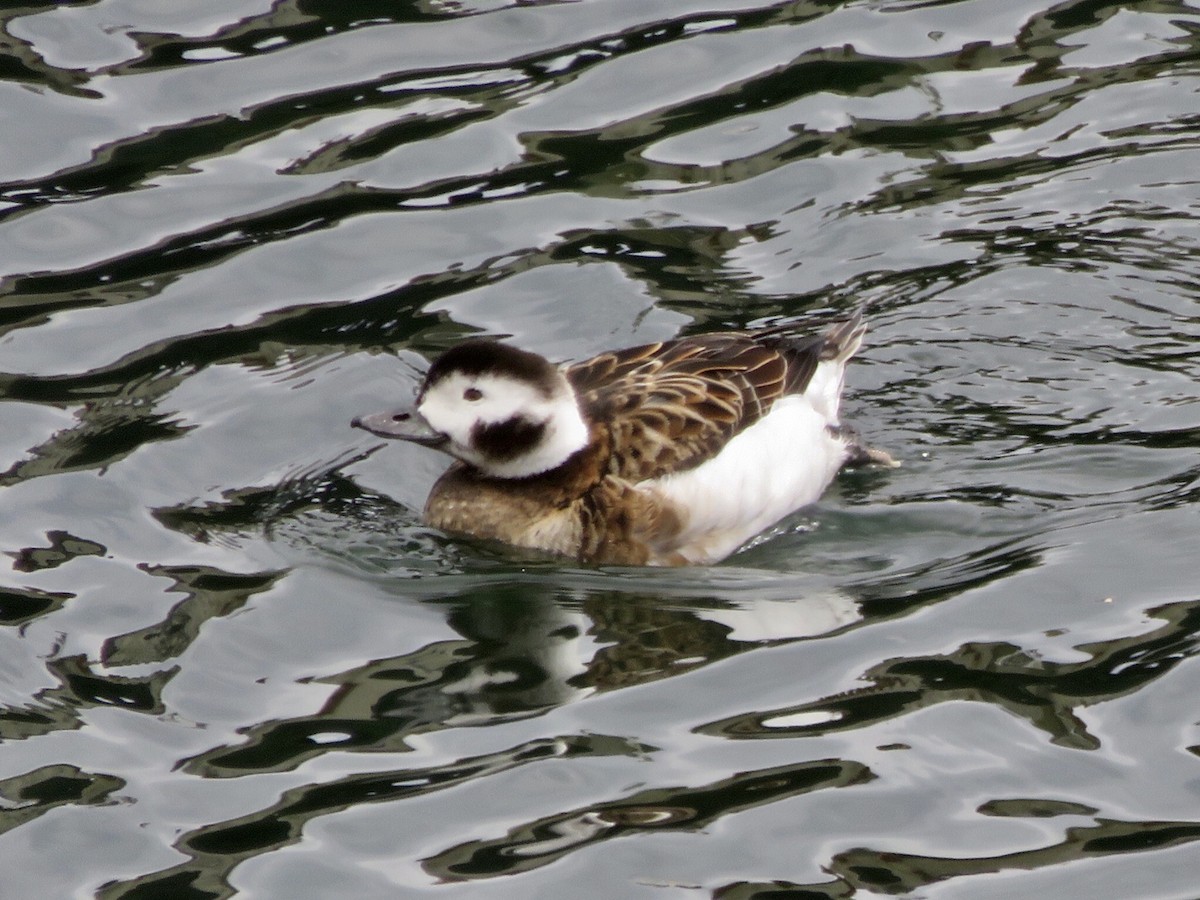 Long-tailed Duck - ML93338231