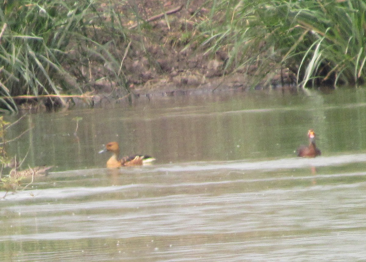 Fulvous Whistling-Duck - Jim Zook