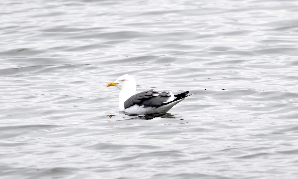 Lesser Black-backed Gull (intermedius) - Nikolaj Mølgaard Thomsen