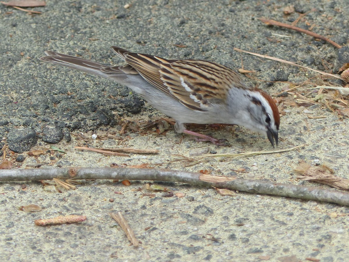 Chipping Sparrow - Ron Smith