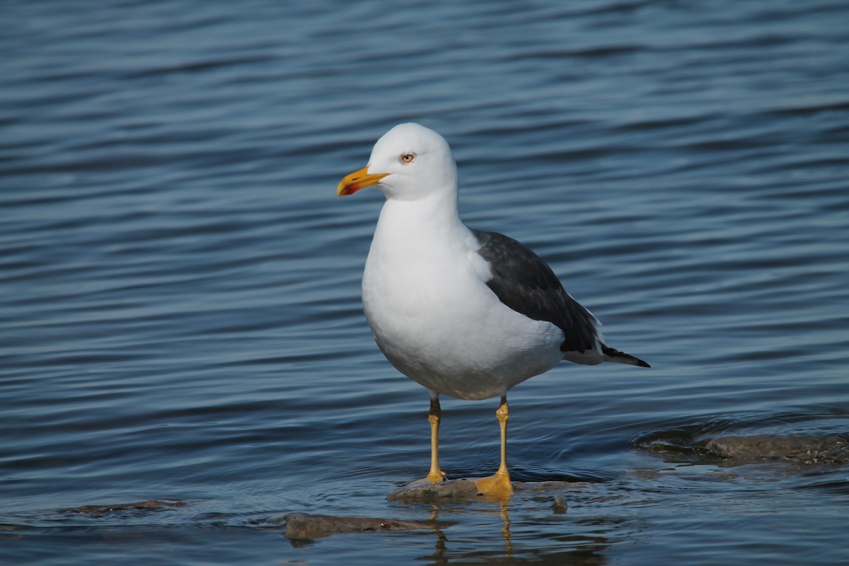 Lesser Black-backed Gull - Mark Benson